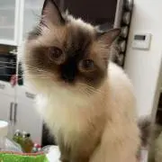 AOKI