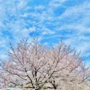 桜 [プロフ必読]の画像
