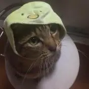 ちの画像