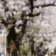 シルバの画像