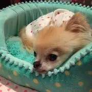 マユ