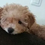 ちゃー