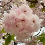 むっくの画像