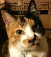 マシロマルの画像