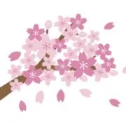 サクラの画像