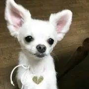 シュヴァルツの画像