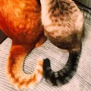 ちゅるやさん