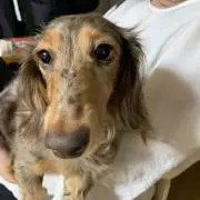 ダックスの画像