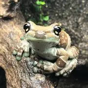 かえるまにあの画像