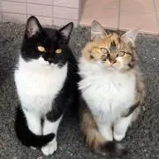 pitominの画像