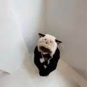 さくらの画像