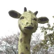 きりんの画像