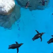 アロエの画像