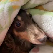 ハッピーの画像