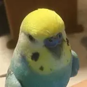 ななまる