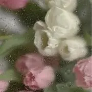 白鳥7/31〜8/4発送不可ですの画像