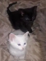 mrの画像