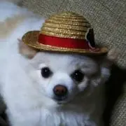 ポメ子