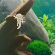 みののみの画像