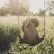 kijiの画像