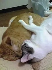 こえの画像