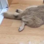 えりちゃま