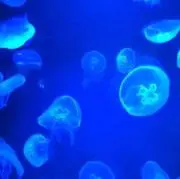 みるきぃみるきぃの画像