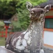 まりもの画像
