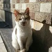 T.Miyazaki