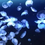 cenの画像