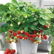 berryberry