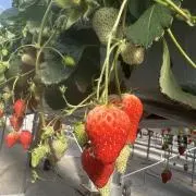 いちごの画像