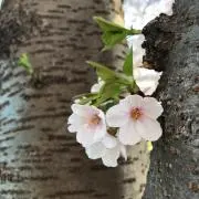 momoko