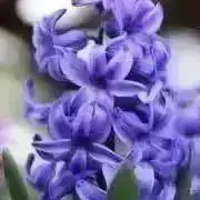 みしふぁの画像