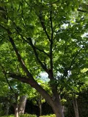 おかさんの画像