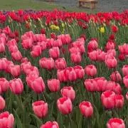 ☆彡.。の画像