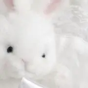 たかの画像