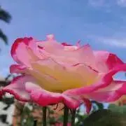 モナカ★要プロフ確認の画像
