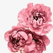 k_bouquet【即購入可】の画像