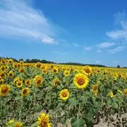 リトルミイの画像