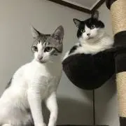 パンドラ