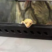 チャイの画像