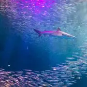 めろんの画像