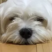 ワタさん