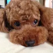 プリマ♡