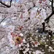 sakuの画像