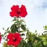 パピコの画像