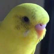 つぐみの画像