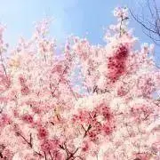 春先。の画像