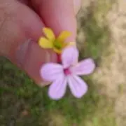 いつでもお鍋の画像